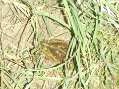 Rhinella dorbignyi