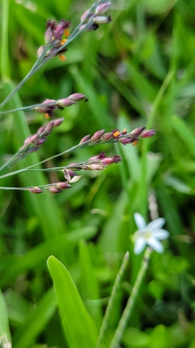 Swamp panicgrass (Panicum aquaticum)