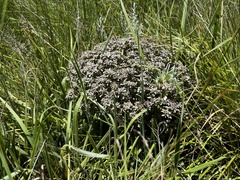 Helichrysum luteoalbum