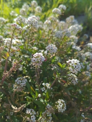 Lobularia