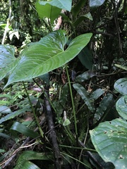 Anthurium hoffmannii