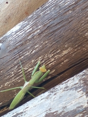 Coptopteryx argentina