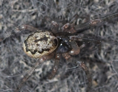 Enoplognatha mandibularis