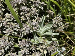 Helichrysum luteoalbum