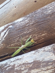 Coptopteryx argentina