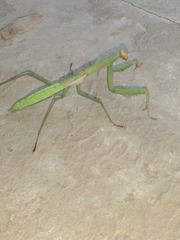 Coptopteryx argentina