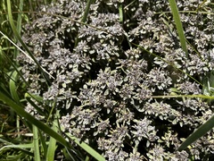 Helichrysum luteoalbum