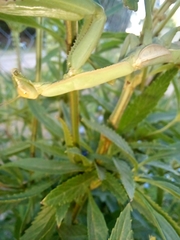 Coptopteryx argentina