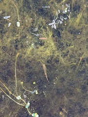 Branchinecta sandiegonensis