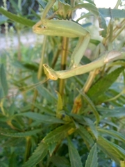 Coptopteryx argentina