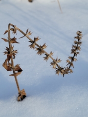 Stachys palustris