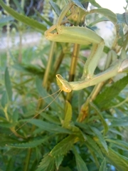 Coptopteryx argentina