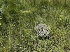 Helichrysum luteoalbum