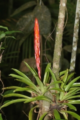 Vriesea incurvata