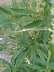 Coptopteryx argentina