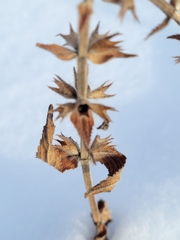 Stachys palustris