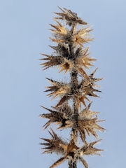 Stachys palustris