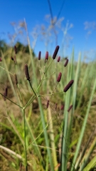 Eryngium ebracteatum