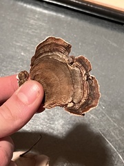 Trametes versicolor