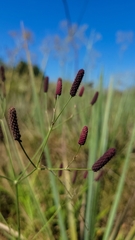 Eryngium ebracteatum