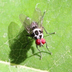 Anthomyia pluvialis