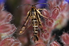Pyropteron triannuliformis
