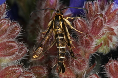 Pyropteron triannuliformis