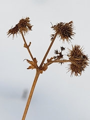 Sanicula marilandica