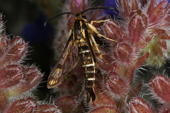 Pyropteron triannuliformis