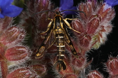 Pyropteron triannuliformis