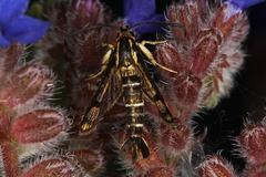 Pyropteron triannuliformis