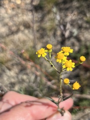 Senecio burchellii