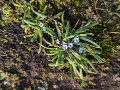 Plagiobothrys collinus