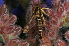 Pyropteron triannuliformis