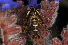 Pyropteron triannuliformis