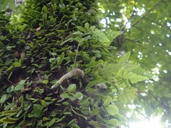 Davallia griffithiana