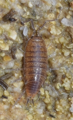 Halophiloscia hirsuta