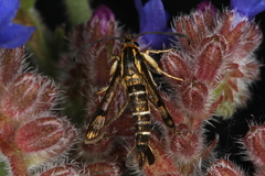 Pyropteron triannuliformis