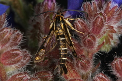 Pyropteron triannuliformis