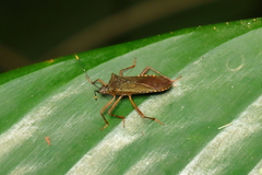 Leptoscelis elongator