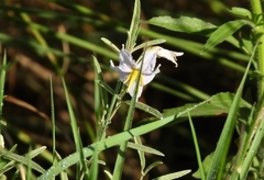 Solanum elaeagnifolium