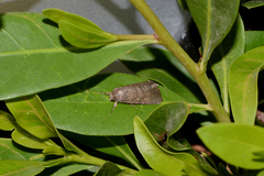 Noctuidae