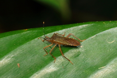 Leptoscelis elongator
