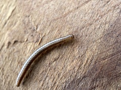 Brachyiulus