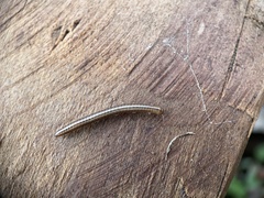 Brachyiulus