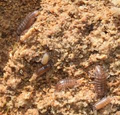 Halophiloscia couchii