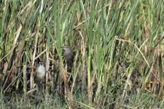 Acrocephalus gracilirostris