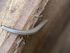 Brachyiulus