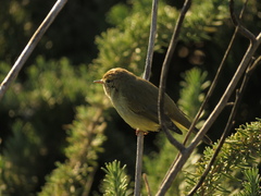 Phylloscopus collybita