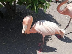 Phoenicopterus
